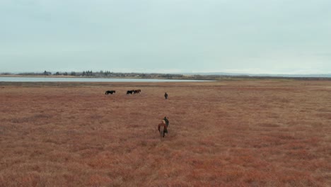 cinematic shot of a group of horses travelling in the wilderness, unspoiled area