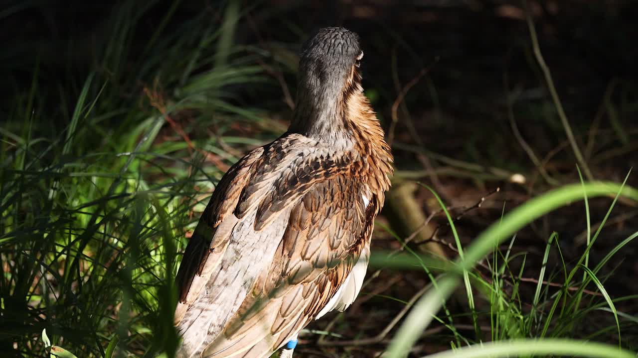 풀 과 잎자루 사이 에 서 있는 새