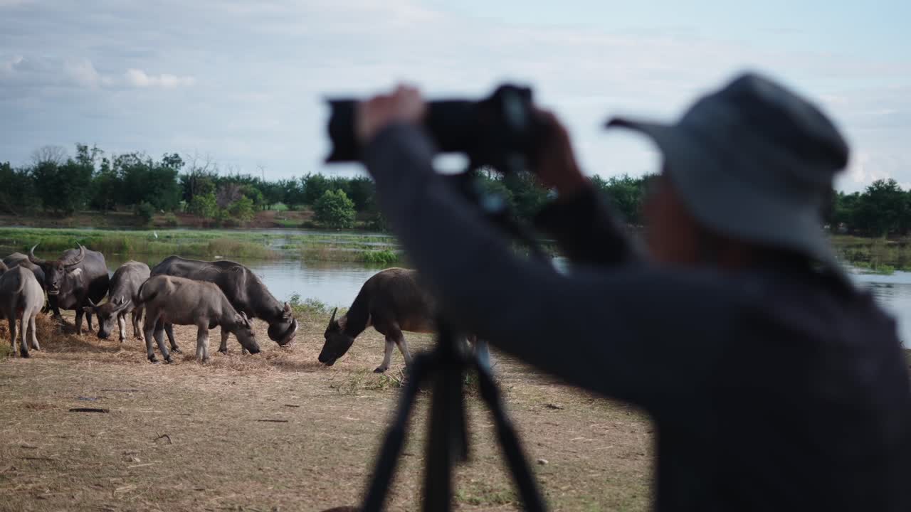Photographer Capturing Water Buffaloes