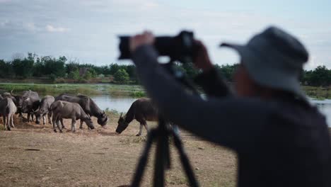 photographer capturing water buffaloes