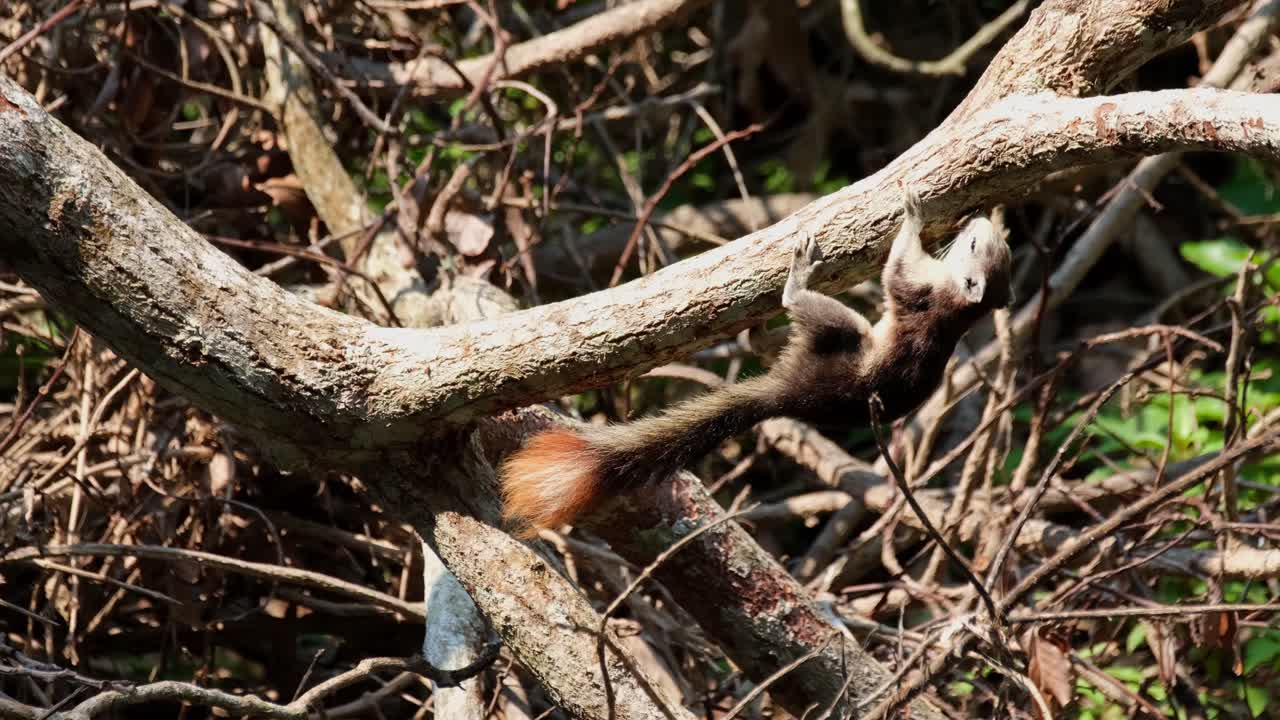 ardilla de finlayson, callosciurus finlaysonii, parque nacional khao yai, patrimonio mundial de la unesco, tailandia