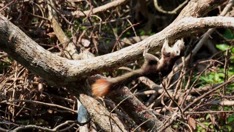 Finlaysons-Eichhörnchen,-Callosciurus-Finlaysonii,-Khao-Yai-Nationalpark,-Unesco-Weltnaturerbe,-Thailand