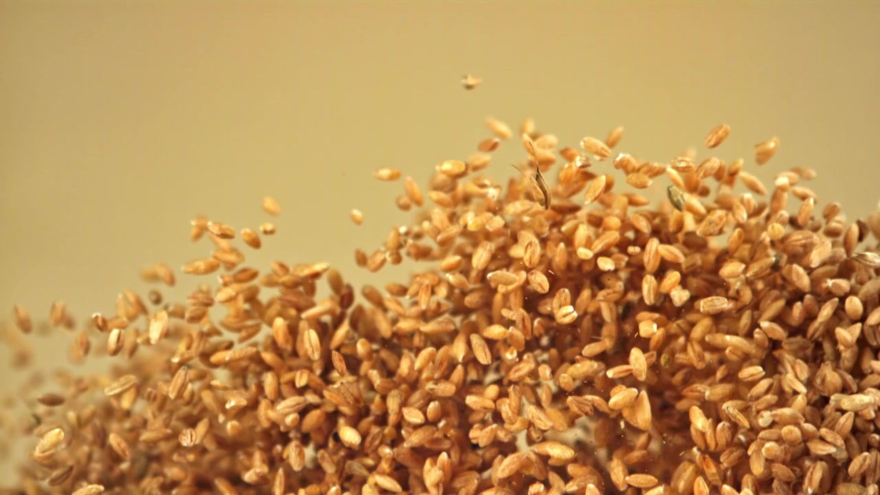 Chicchi di grano dorati che fluttuano e cadono al rallentatore.