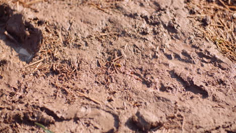 close-up of mud with dripping water