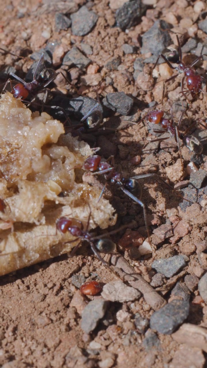 Formiche toro che si nutrono di avanzi di cibo alla luce del giorno su terreno roccioso e sterrato, in primo piano.