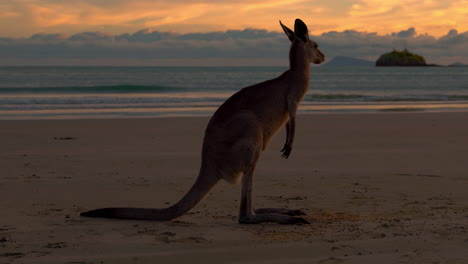 wild kangaroo wallaby by the sea at sandy beach at cape hillsborough national park, queensland at sunrise