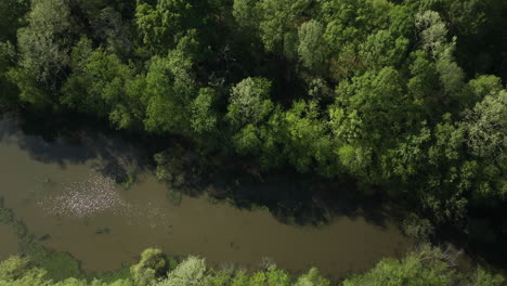 The-wolf-river-winding-through-lush-greenery-in-collierville,-tn,-sun-reflecting-on-water,-aerial-view