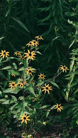 yellow flowers in a lush green forest