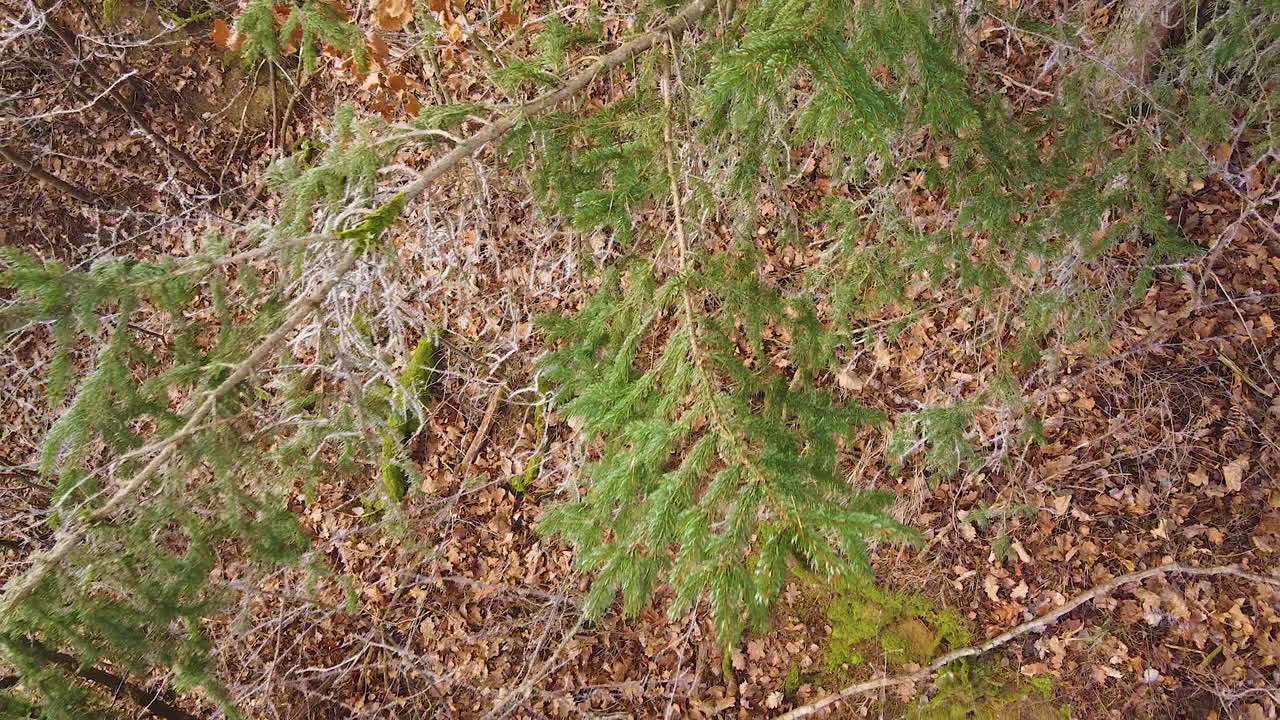 dron se estrella contra árboles, vuelo demasiado cerca de las copas de los árboles, antena