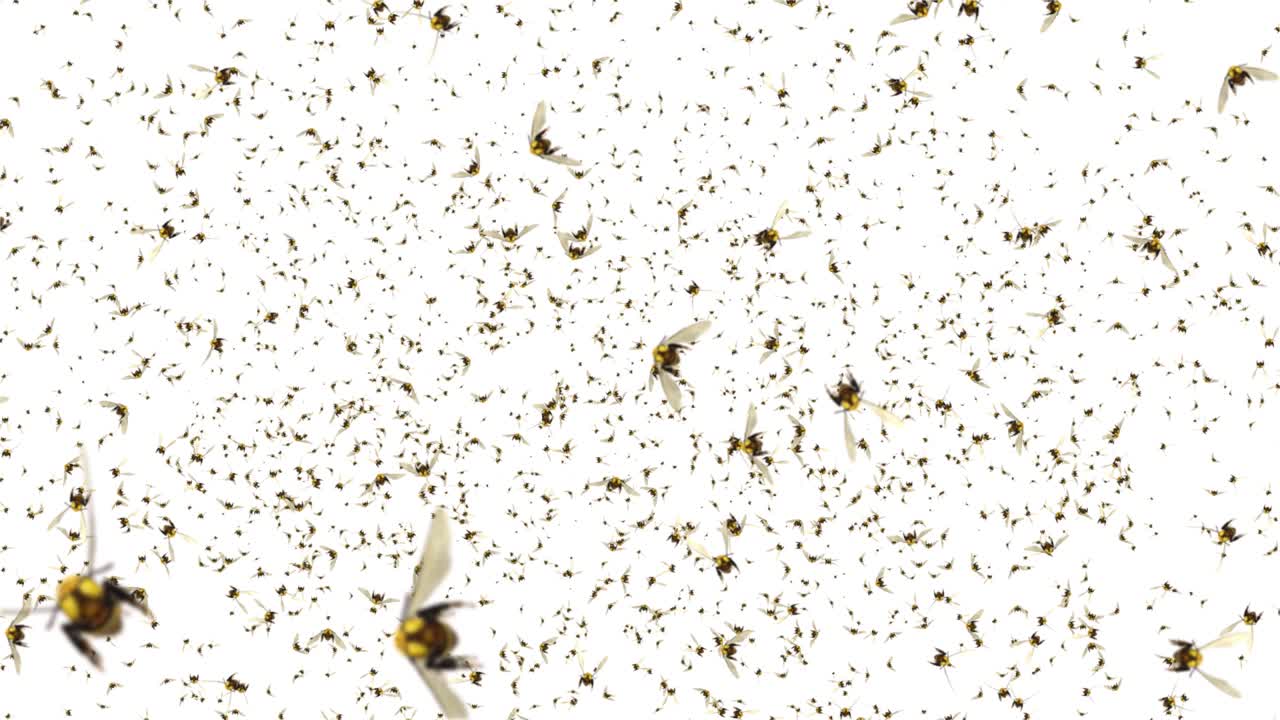 녹색 스크린 루프 애니메이션 배경에서 날아다니는 벌의 무리가 있습니다.