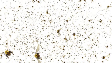 un enjambre de abejas melíferas volando en fondos de animación de bucle de pantalla verde.