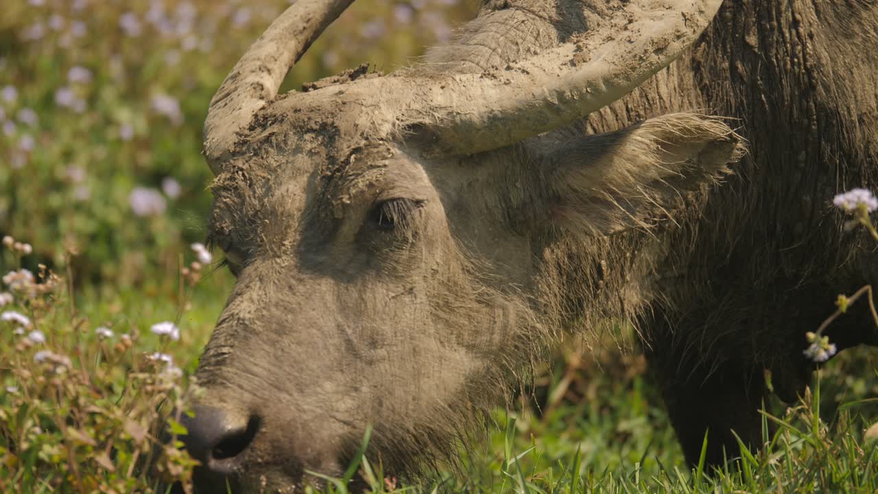 Water buffalo grazing close up in Asia, Vietnam