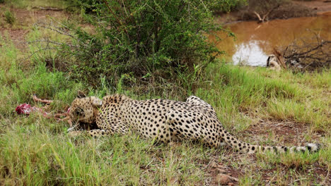 cheetah eating dead animal in madikwe game reserve, south africa - wide shot