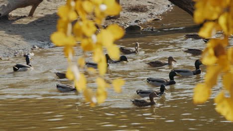 ducks swimming in a river/lake