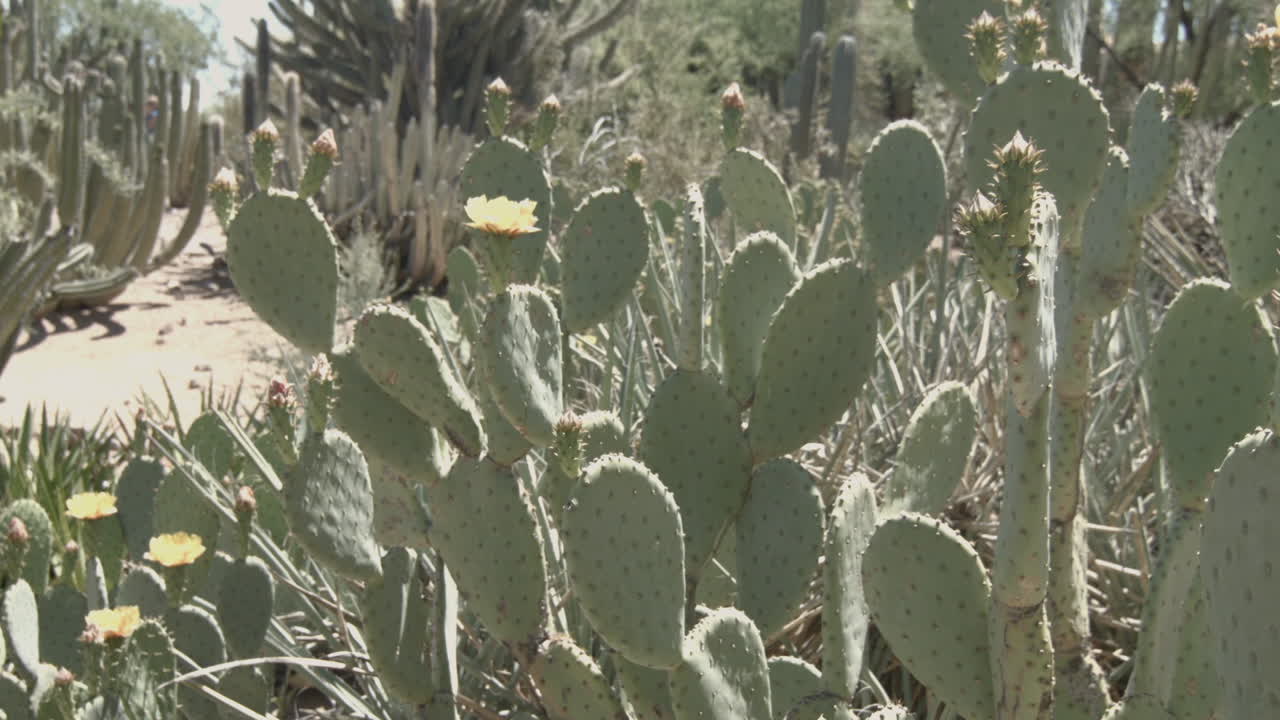 caminando más allá de un extenso cactus de pera espinosa con flores a pleno sol, toma de mano