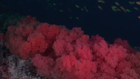 필리핀의 산호초에서 현재 흔들리는 붉은 부드러운 산호