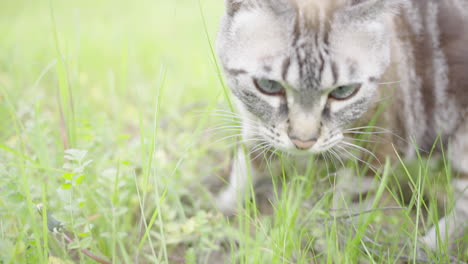 beautiful grey striped stripes cat looks around in the grass licks chops slow motion 4k