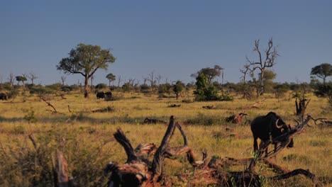 Wilde-Gnus,-Die-In-Der-Afrikanischen-Natur-Auf-Die-Kamera-Zugehen