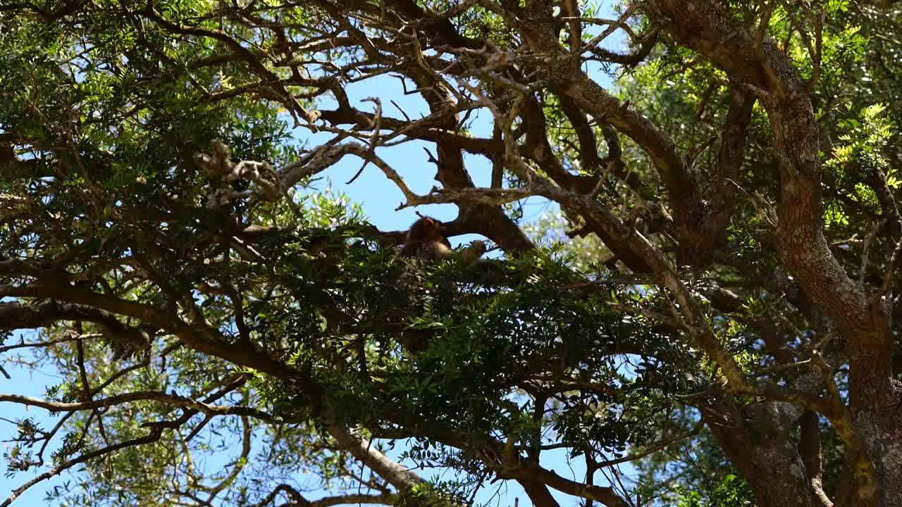 Monkey Walking Across Branch Tree In Gibraltar