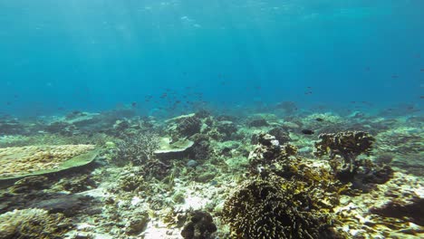 a shallow coral reef teeming with various coral structures and sea fish