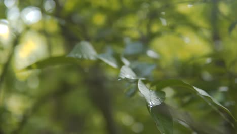 close up shot of distinctive green plant leaves in wild nature