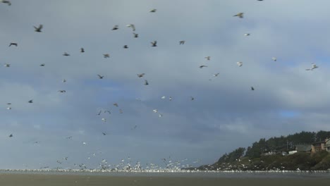 persona escurriendo la bandada de gaviotas y haciéndolas volar
