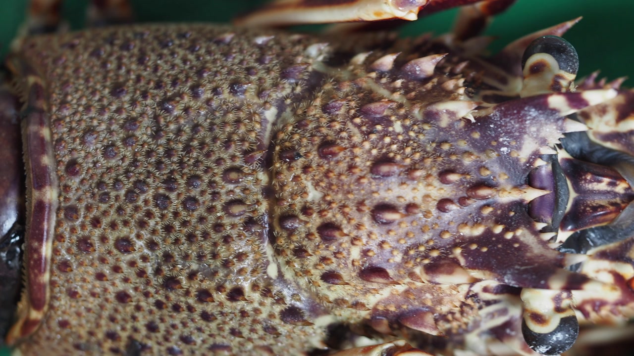 Detailed View of a Spiny Lobster's Carapace and Eyes