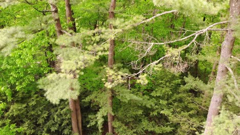 Descending-view-through-forest-of-pine-trees