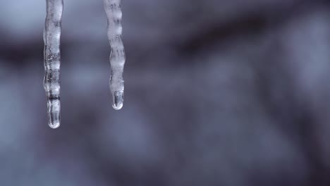 water drop slowly falling in slow motion off an ice cycle