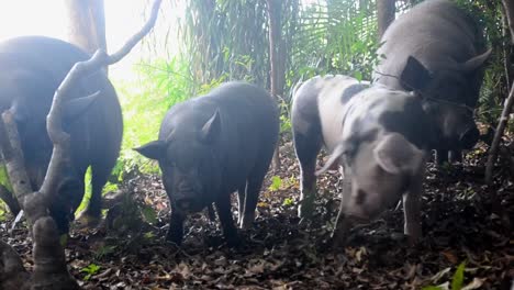 differently coloured family of pigs in dry coastal rainforest of northern costa rica