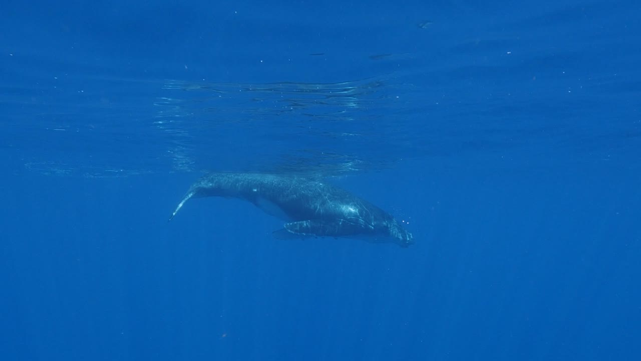 혹등고래 - 어미와 송아지가 태평양의 맑은 물을 통과합니다 - 슬로우 모션 샷