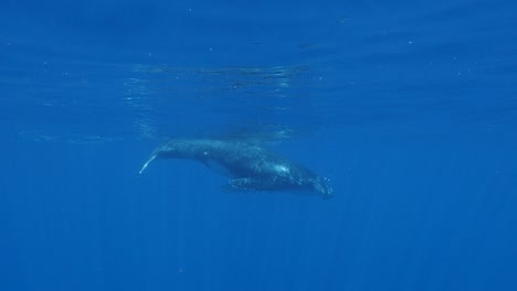 Humpback-whales---mother-and-calf-pass-in-clear-water-of-the-pacific-ocean--slow-motion-shot