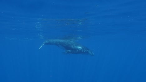 Ballenas-Jorobadas---Madre-Y-Cría-Pasan-En-Aguas-Claras-Del-Océano-Pacífico---Tiro-En-Cámara-Lenta