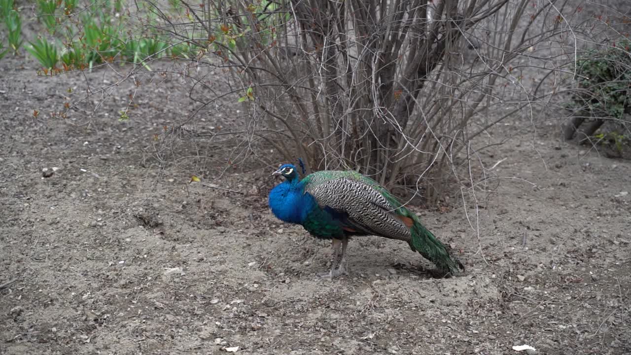흙 바닥에 대한 활기찬 파란색 남성 공작 중간 샷