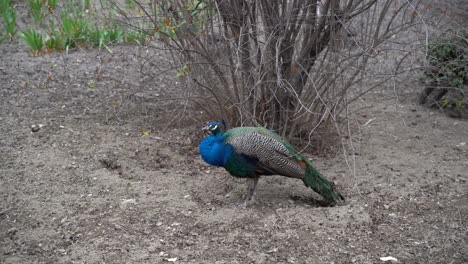 tiro medio de pavo real macho azul vibrante contra suelo de tierra