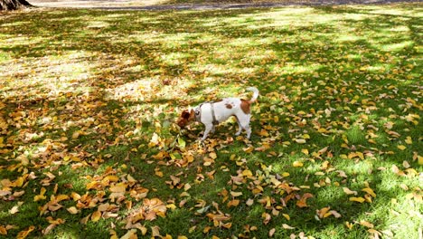 a dog explores a park with fallen leaves