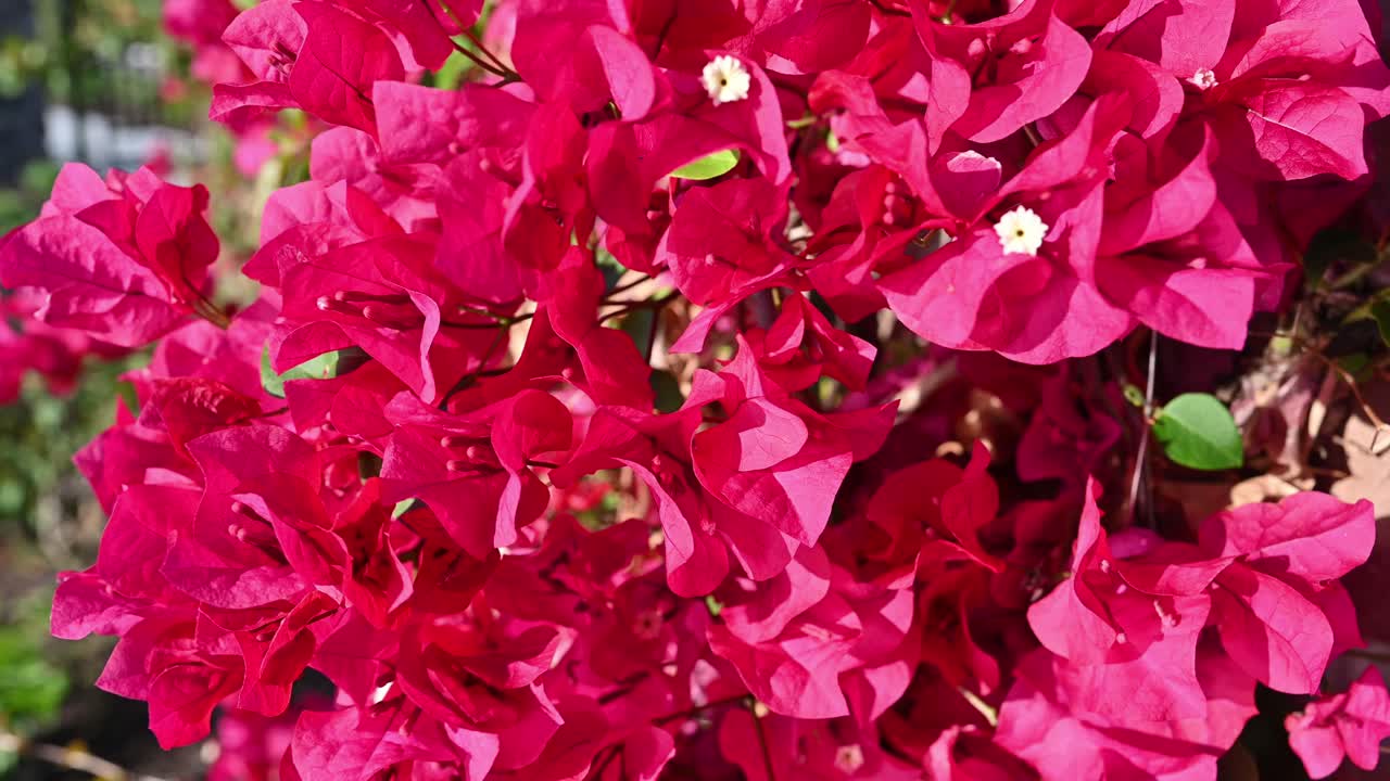 Buganvília roxa ao vento.
