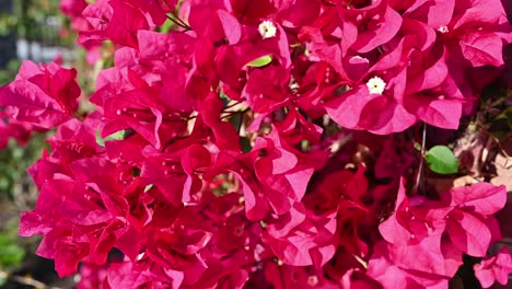 purple bougainvillea in the wind