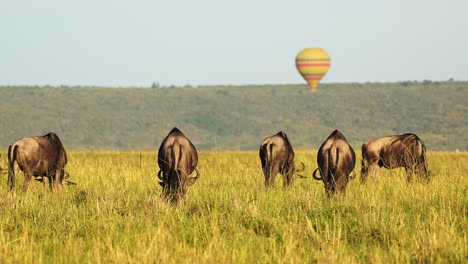 hot air balloon flight ride, flying over wildlife and safari animals with wildebeest on the savanna and plains at sunrise, unique amazing travel experience in masai mara, kenya, africa