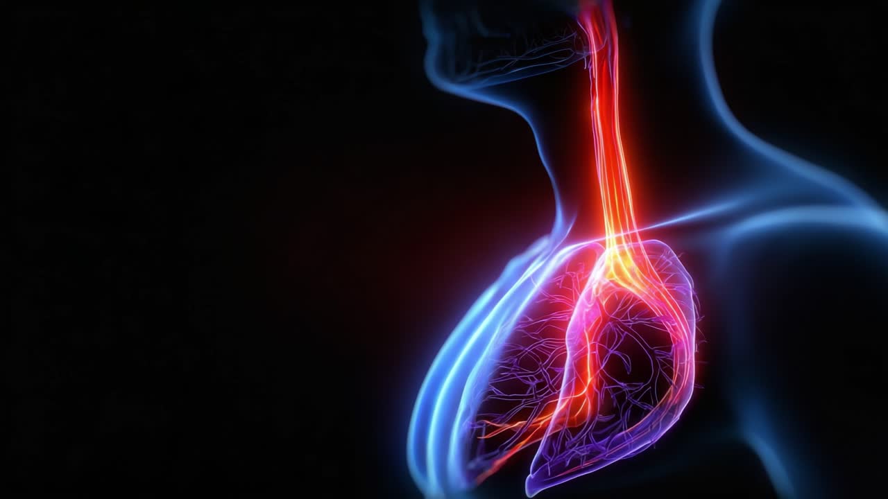 Rappresentazione visiva del sistema respiratorio umano: esplorazione dell'anatomia e della funzione dei polmoni e della trachea in una visualizzazione radiosa dei percorsi biologici