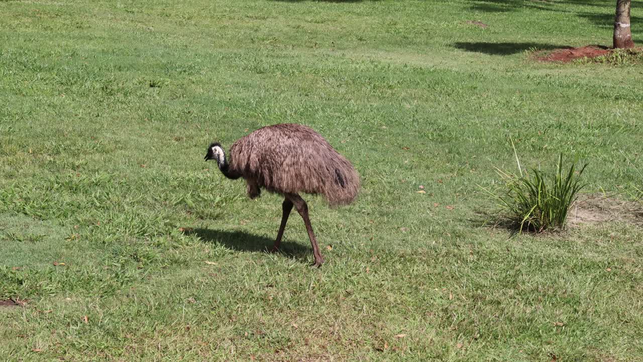 un emu se pasea por un paisaje de parque cubierto de hierba