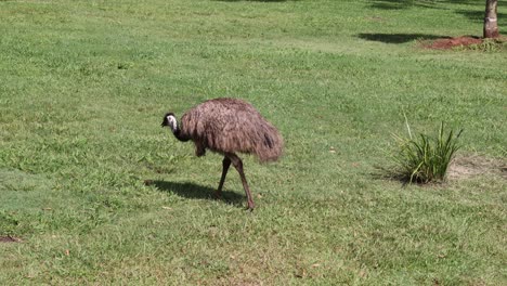 an emu strolls across a grassy park landscape