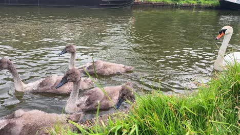 cygnet young swan birds family narrowboat canal united kingdom fauna wildlife