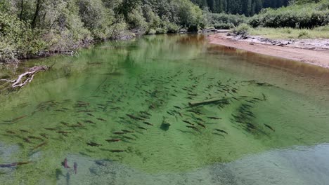 sockeye salmon displaying spawning colouration