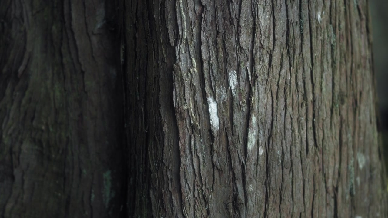Primer plano de la corteza del tronco de un cedro en el bosque.