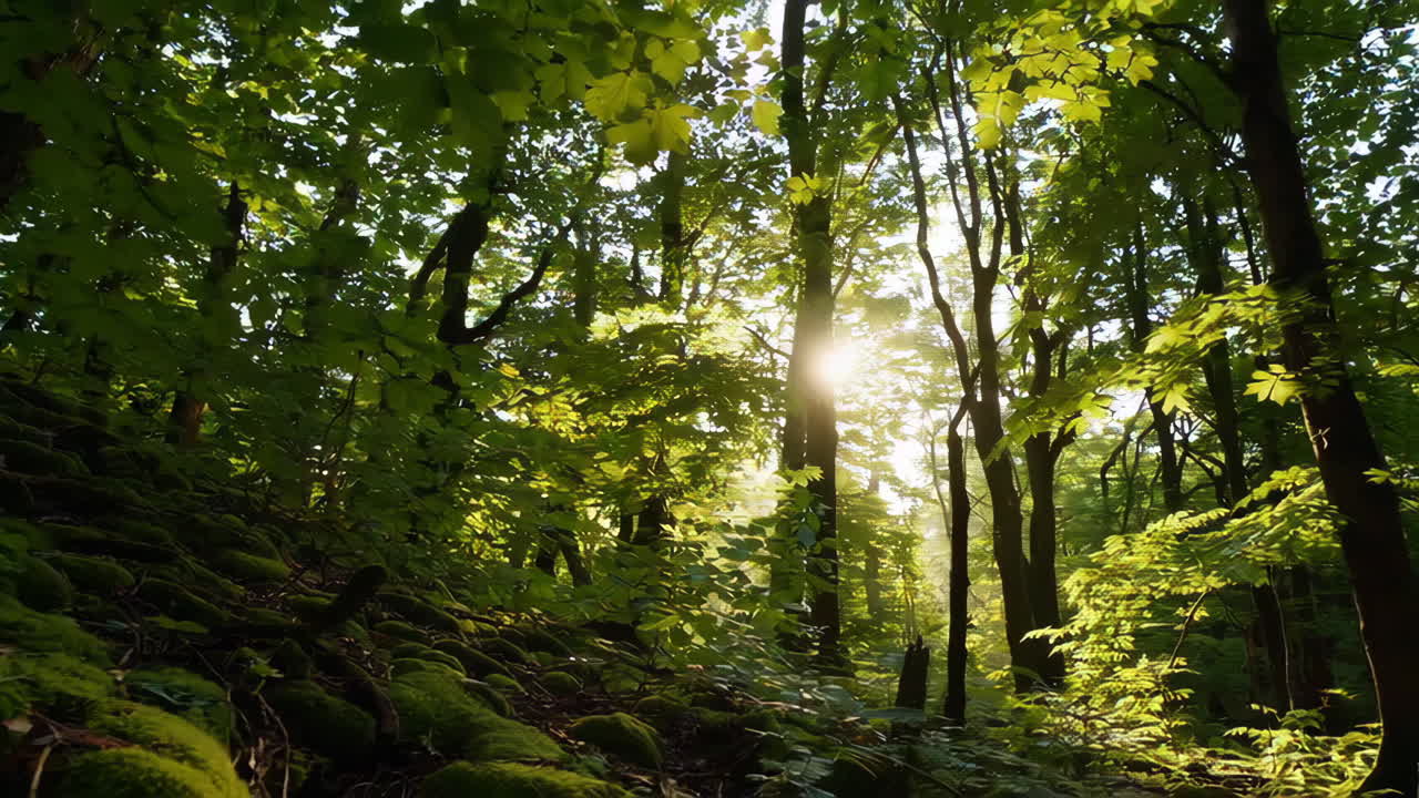 camino del bosque iluminado por el sol