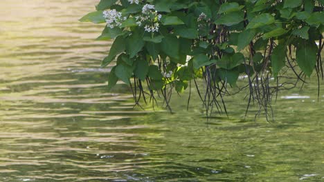 the river and green natural plant