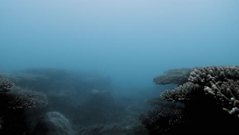 snorkeling in murky waters of con dao coral reef in vietnam