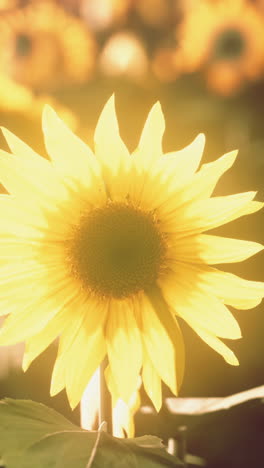 close up of a sunflower blooming in a field