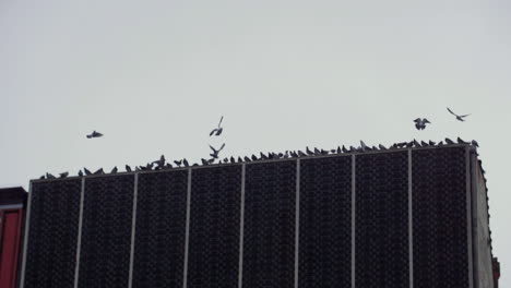 birds flying and landing on edge of building